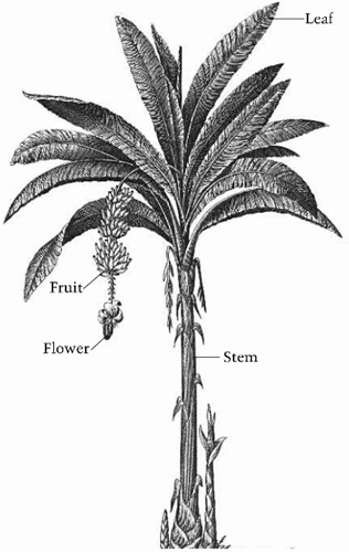 Picture of a banana plant. Parts labeled from top to bottom as "Leaf," "Fruit," "Flower," and "Stem."